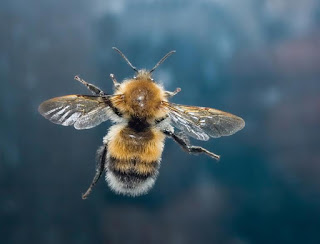 Böcekler En Fazla Ne Kadar Yüksekte Uçabilir?
