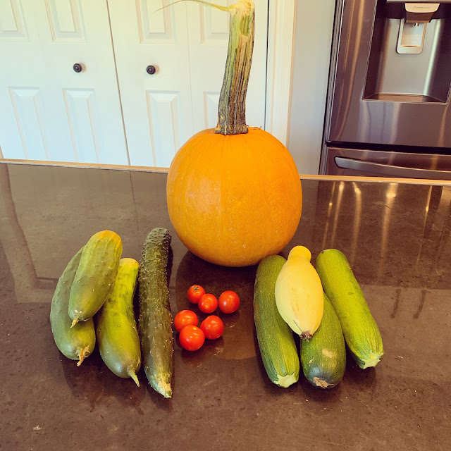 Ruple Farms - harvest pumpkins, zucchini, cukes