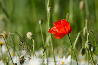 Naturfotografie Blumenfotografie Lippeaue Wildbume Klatschmohn Mohnblume