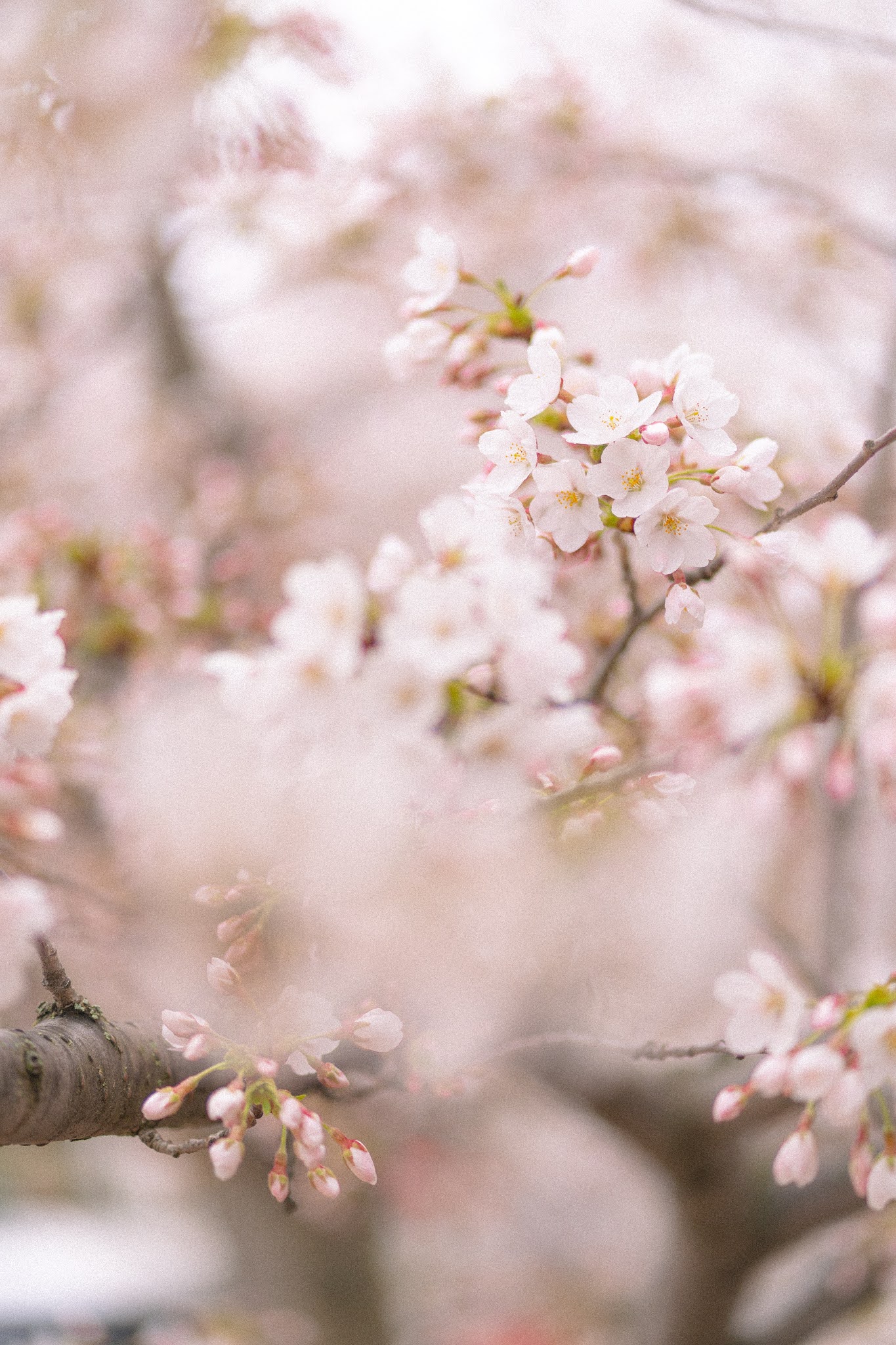 FAEDAH RAMADHAN (7) : KEUTAMAAN BULAN RAMADHAN