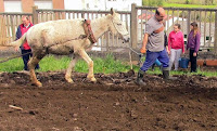 Poñendo as patacas