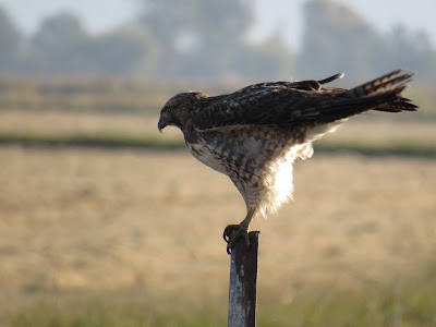 Red-tailed Hawk Wings and Daydreams California birding blog
