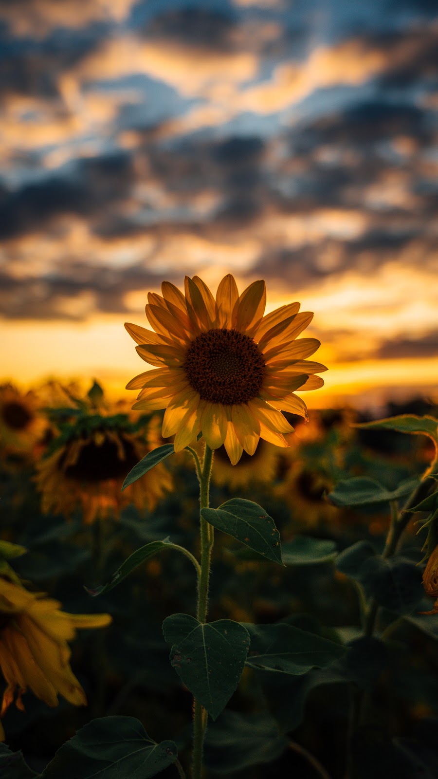 Sunflower wallpaper android