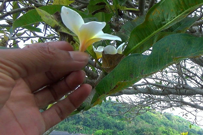 Dlium Frangipani (Plumeria rubra)