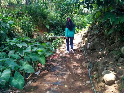 Hijau Tosca Curug Leuwihejo Desa Cibadak Bogor