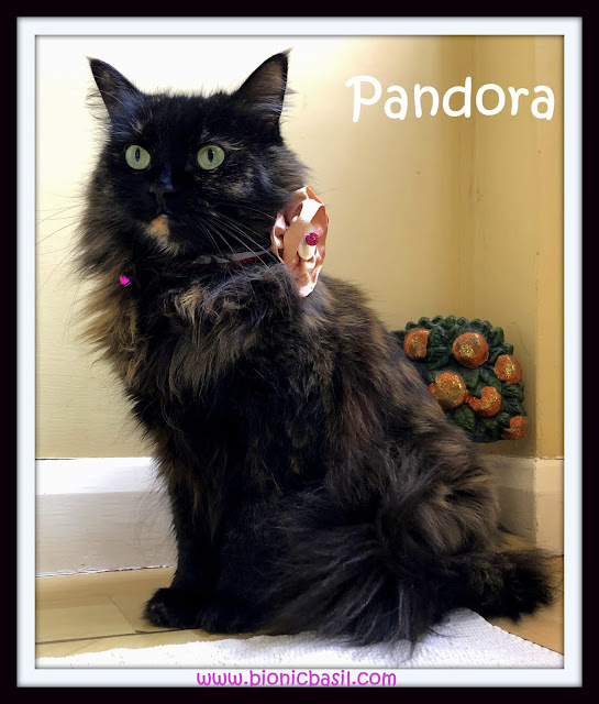 Miss Pandora 5th Birthday @BionicBasil® The Pet Parade