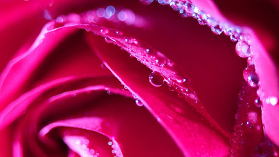 Pink rose, petals, water drops, macro