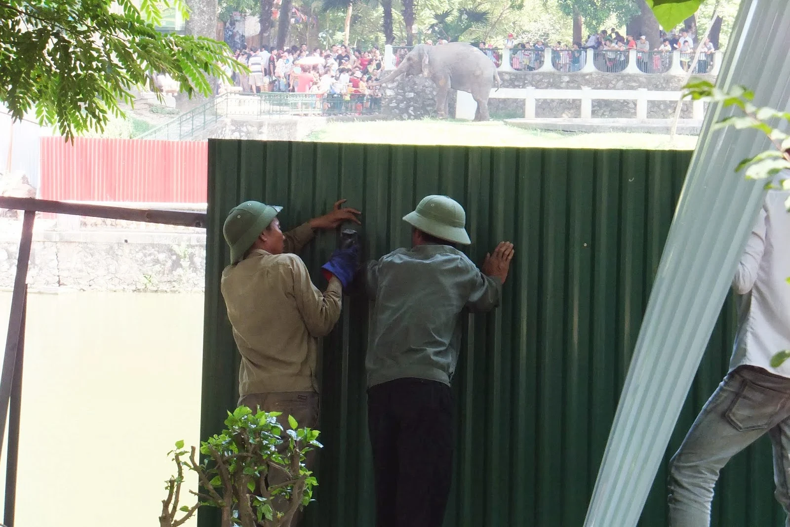 hanoi-zoo-elephant ハノイ動物園の象