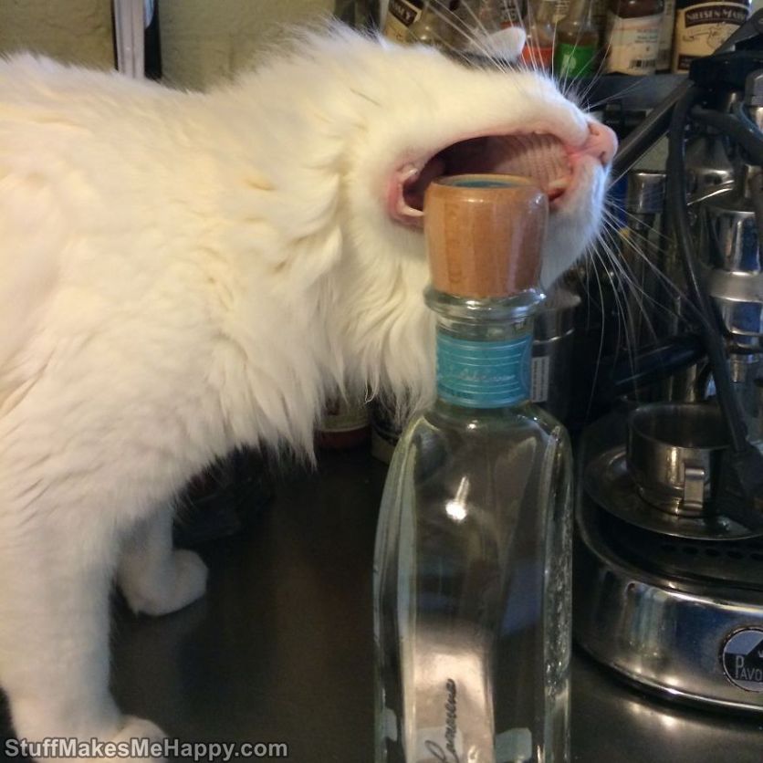 Small Thieves: 23 Funny Cats Pictures to Say You Wow 
