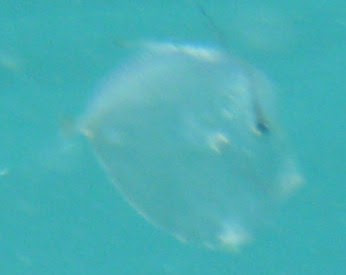 Snorkel Fish Combo, Key West: invisible fish lerks in every square inch ...