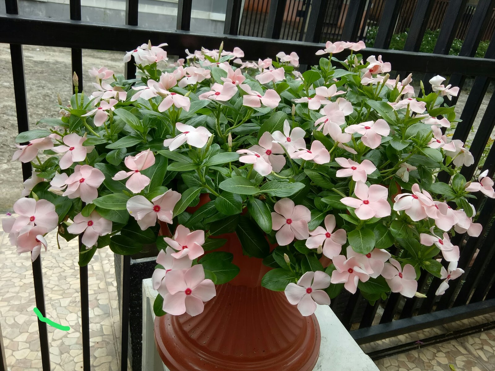 Featured image of post Jenis Bunga Vinca Tegak Bunga vinca gantung merupakan salah satu tanaman hias yang sering digunakan untuk mempercantik halaman rumah