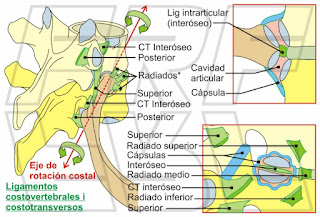 Anatomía de las articulaciones costo-vertebrales.