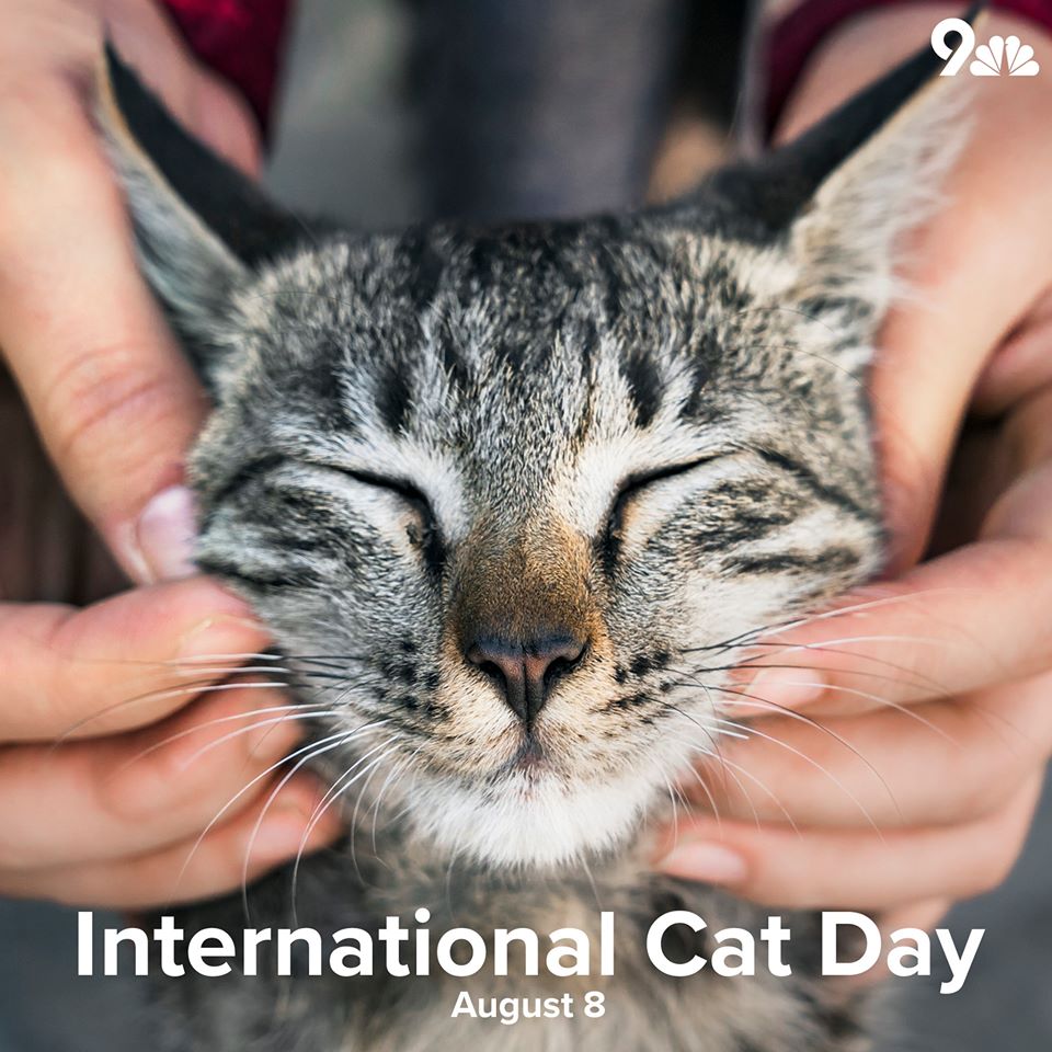 International Cat Day Wishes Images What's up Today