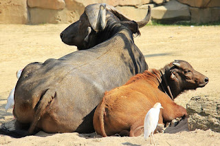 scientist names of buffalo