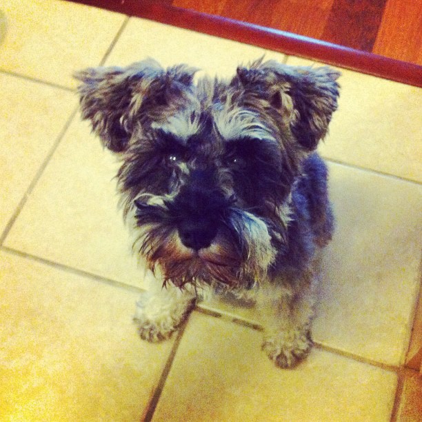 Diggin' It How to Potty Train Your Puppy The Chesnut Mutts