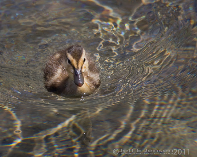 The World As I See It: The Zoo