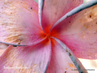 De Oaxaca y sus flores. Noticias en tiempo real