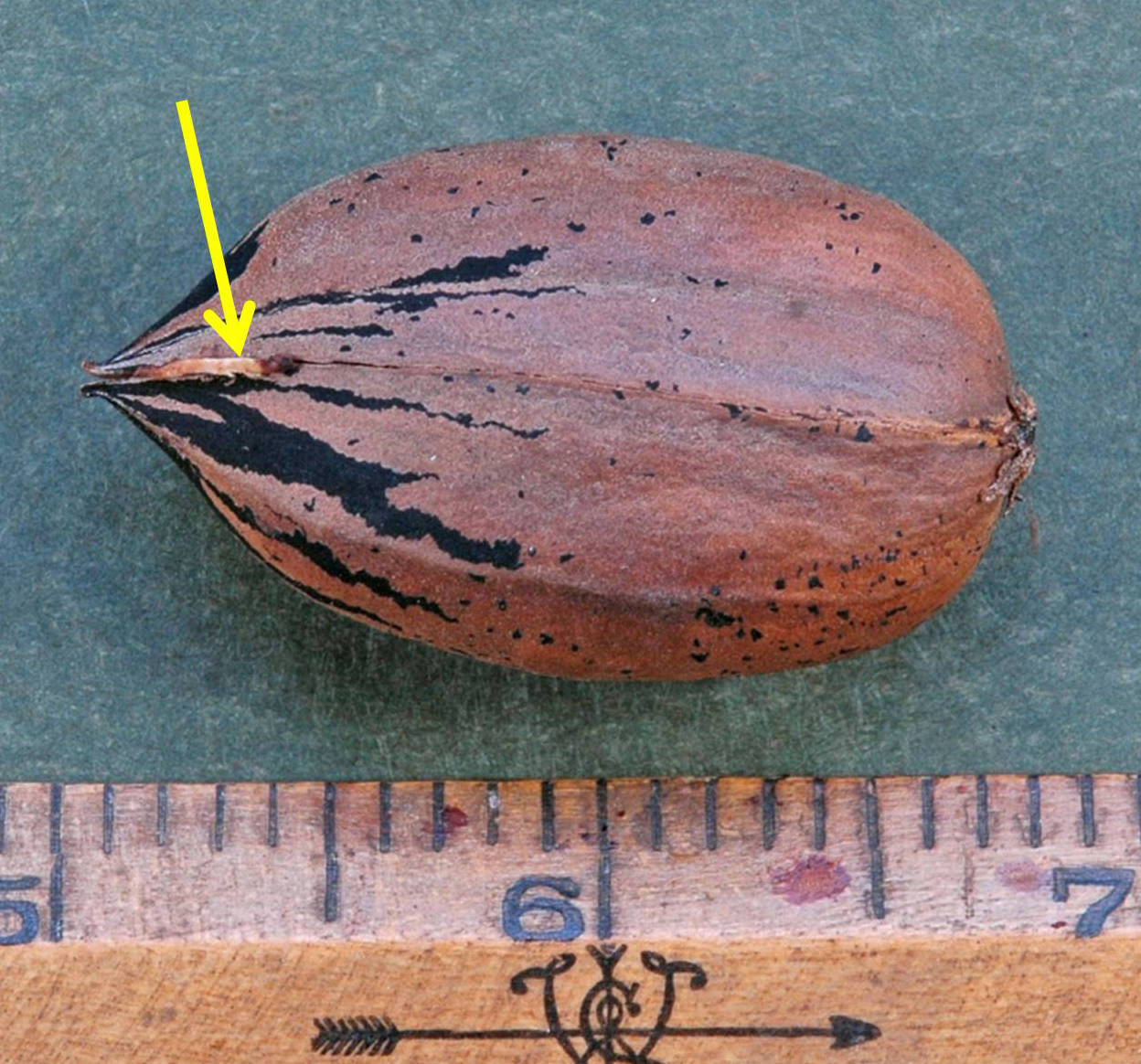 Northern Pecans Pecan germination in the shuck