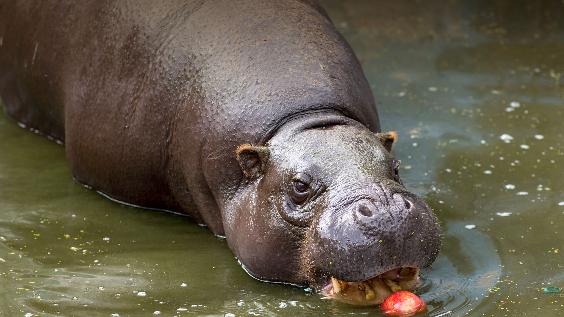 Pygmy hippopotamus, how many pygmy hippos are left in the world?