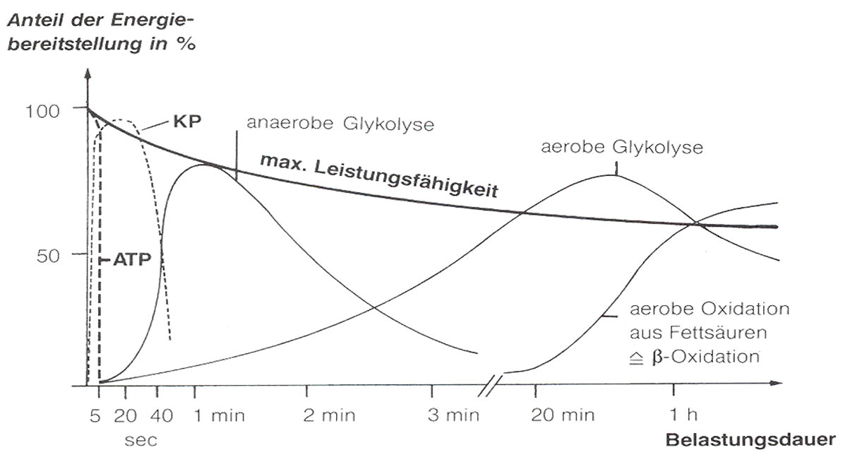 Aerob Und Anaerob Energiegewinnung Runtasia Infokanal: Läufer-ABC: A wie aerober/anaerober Energiestoffwechsel