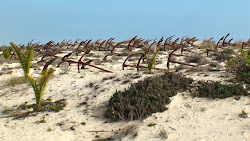 Cimetière d'ancres à Praia Barril