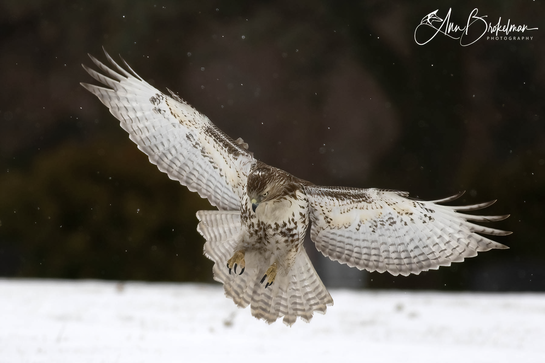 Ann Brokelman Photography in the Wild Redtailed hawk landing on the
