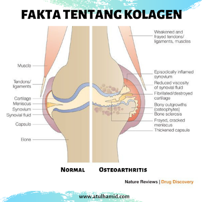 15 Fakta Tentang Kolagen Yang Tidak Diketahui