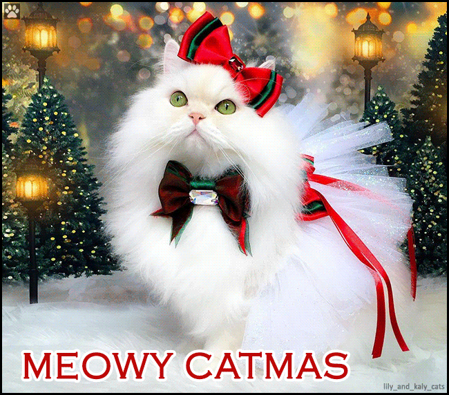 Art Cat GIF • Gorgeous fluff white cat cat wishes you a 'MEOWY CATMAS'