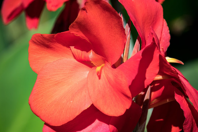 pink canna flower image pink canna flower image