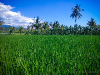 Warm And Fresh Weather Of The Rice Fields On A Sunny Day In The Cloudy Blue Sky At The Village Ringdikit North Bali Indonesia