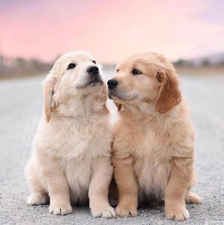7 Unglaublich süße Golden Retriever sollen Ihren Tag glücklich machen
