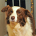 The Guilty Dog Look Is Not A Myth - The Science Behind It