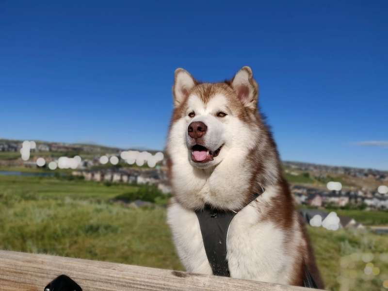 Chó Alaska nâu đỏ