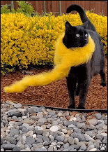 Captioned Cat GIF • Funny black cat in the wind wearing a yelow scarf [ok-cats.com]
