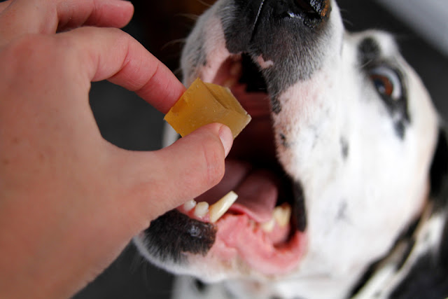 Dalmatian dog eating a homemade gelatin gummy dog treat