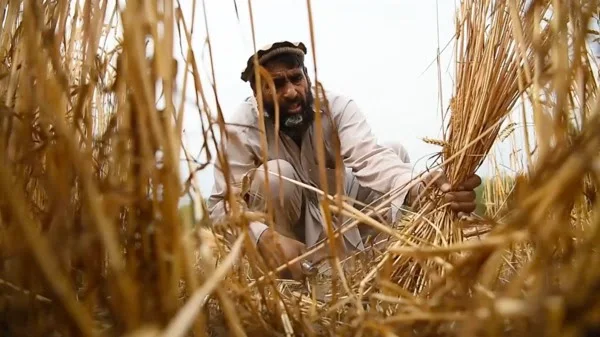 Afghanistan farmer