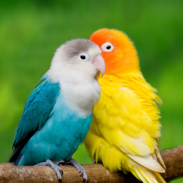 love bird description size gender nesting and video love bird description size gender nesting and video