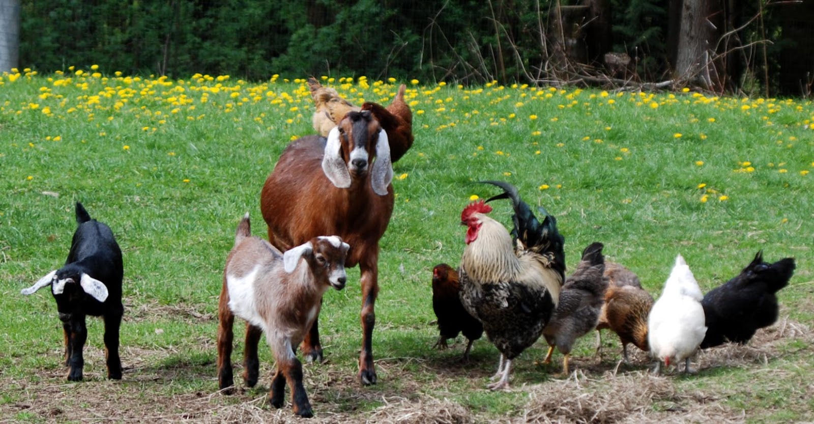 Applegarth Farm: The Spring Goat Menagerie
