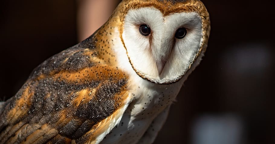 10 Jenis Makanan Anak Burung Hantu Yang Benar