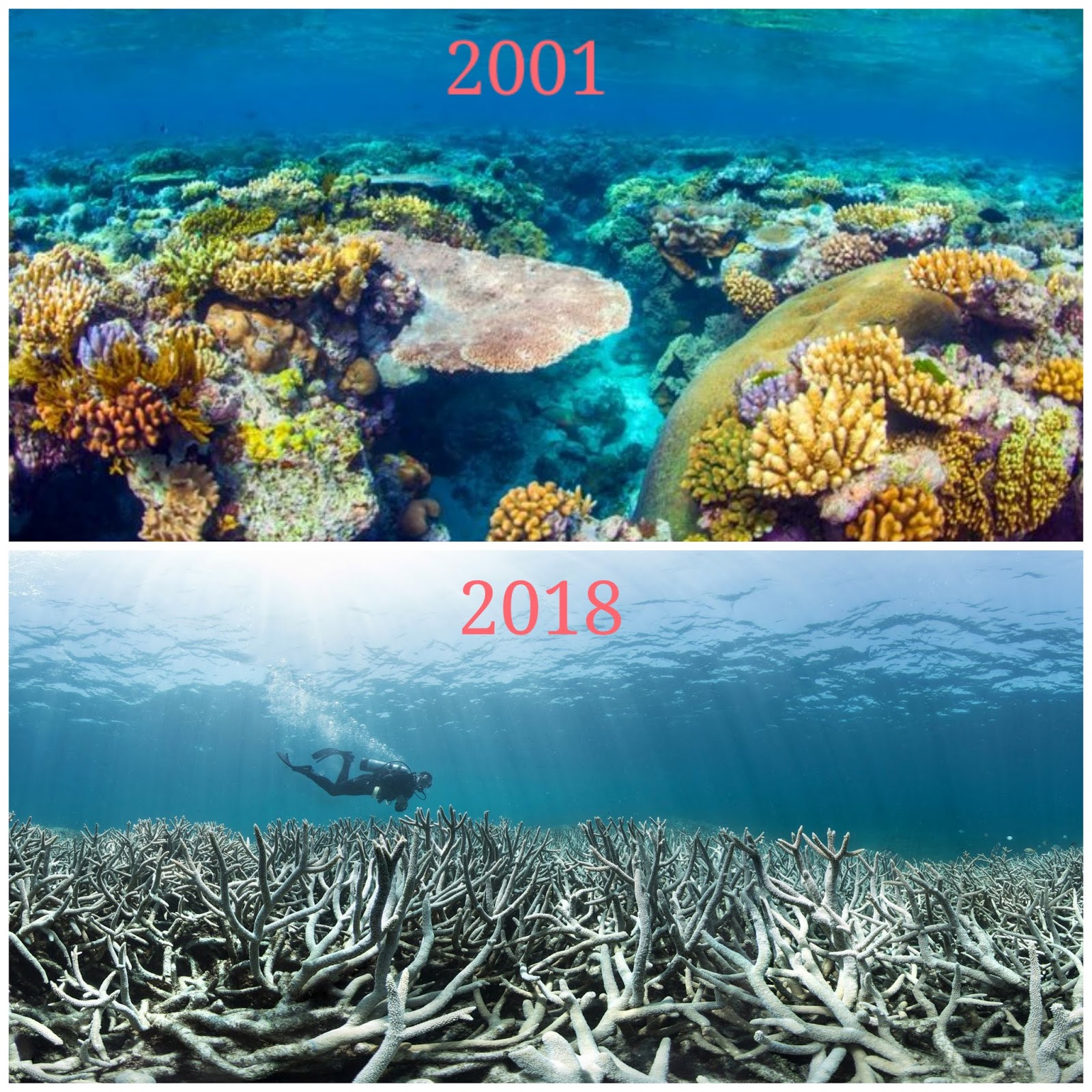 Record Coral Bleaching Observed At Australia S Great Barrier Reef Jaano Mobile