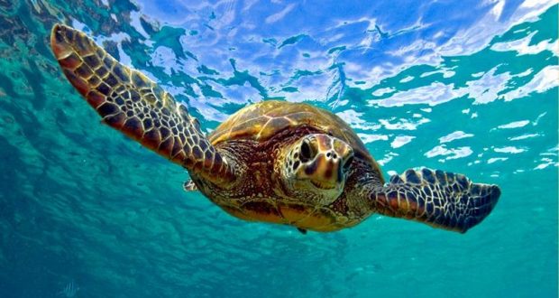 Hari Penyu dan Kurakura sebagai Langkah Pendorong