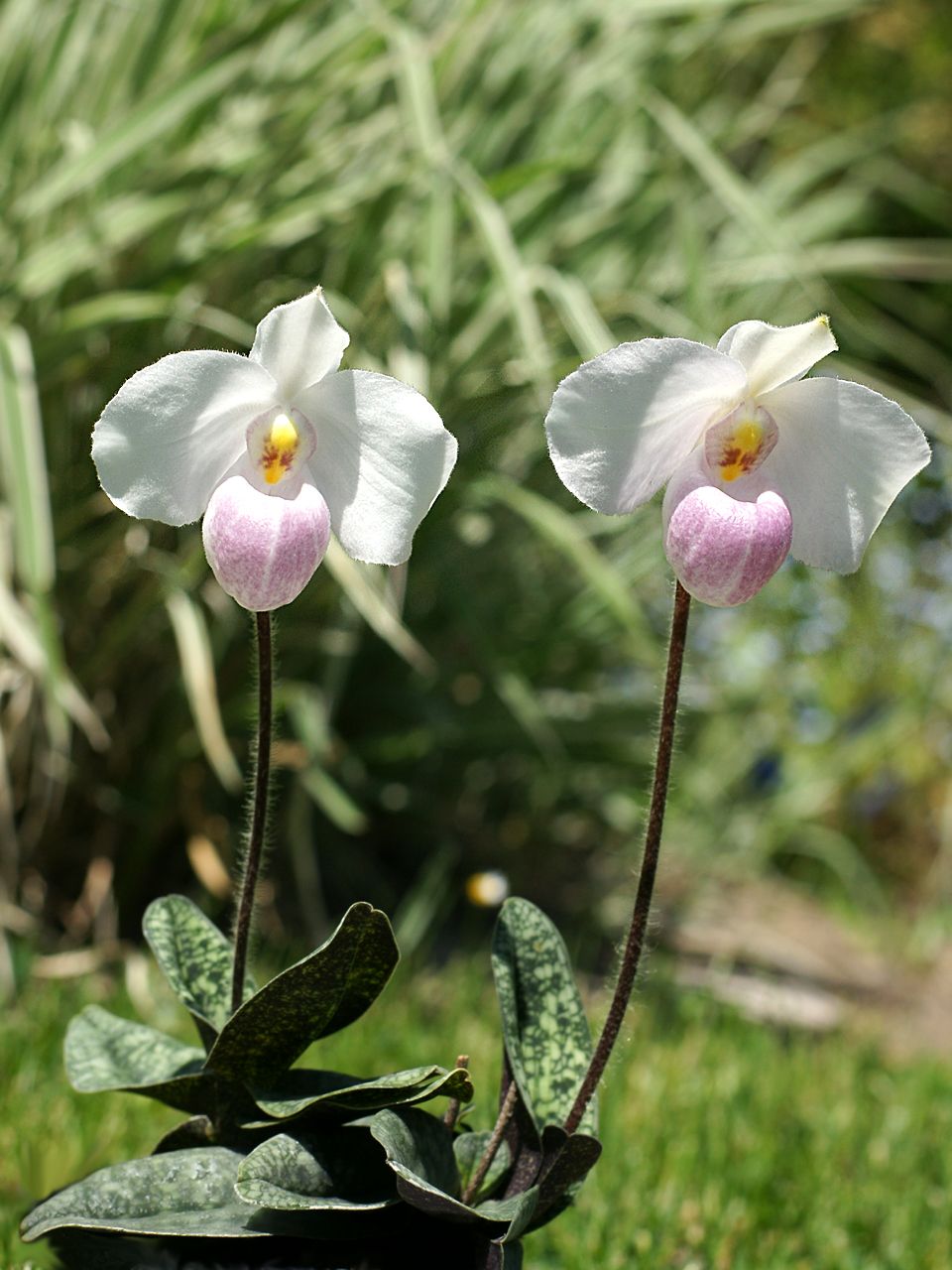 Grow and care Paphiopedilum delenatii orchid Delanat's Paphiopedilum