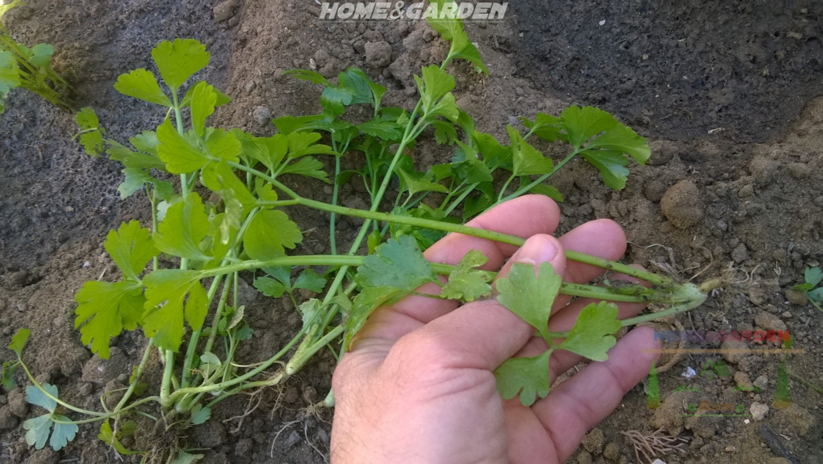 How To Grow Celery From Seeds