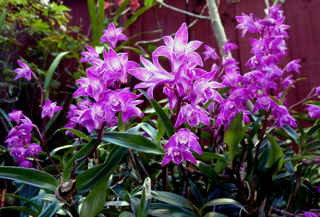 Orchid Dendrobium Kingianum - StreamFilmcompletFrancaisviral