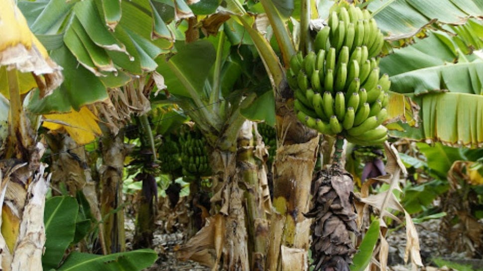 Health benefits of banana roots