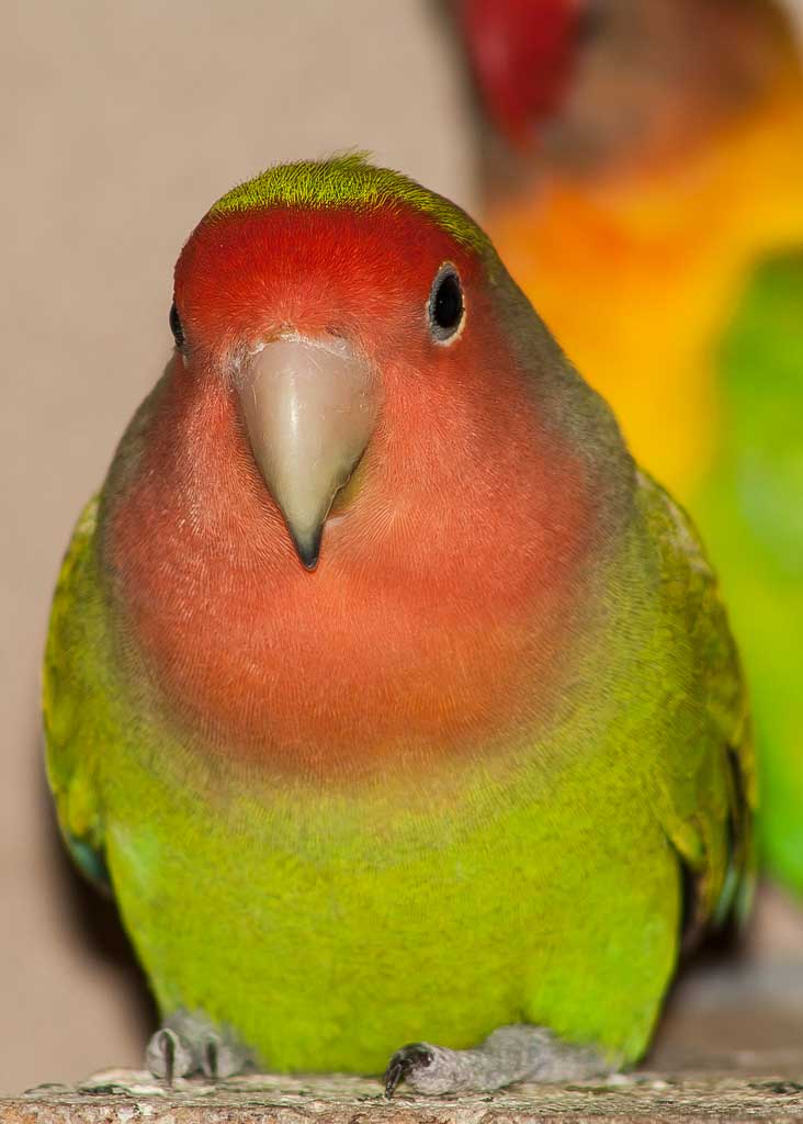 Aves Arco Mis Agapornis Aves Arco Mis Agapornis