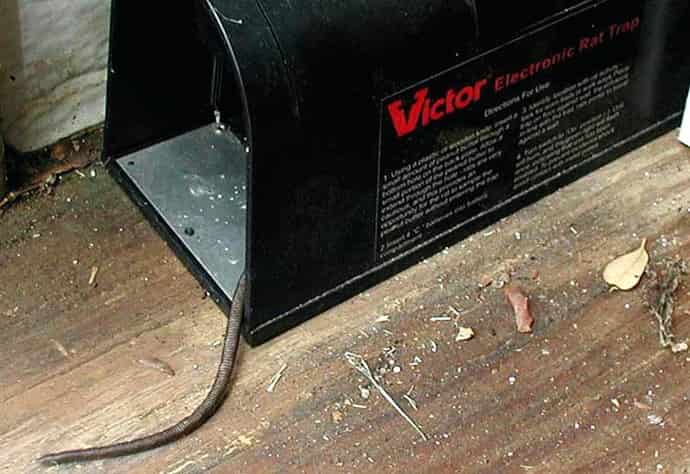 Elektrikli fare kapanı - Fare Nasıl Yakalanır?