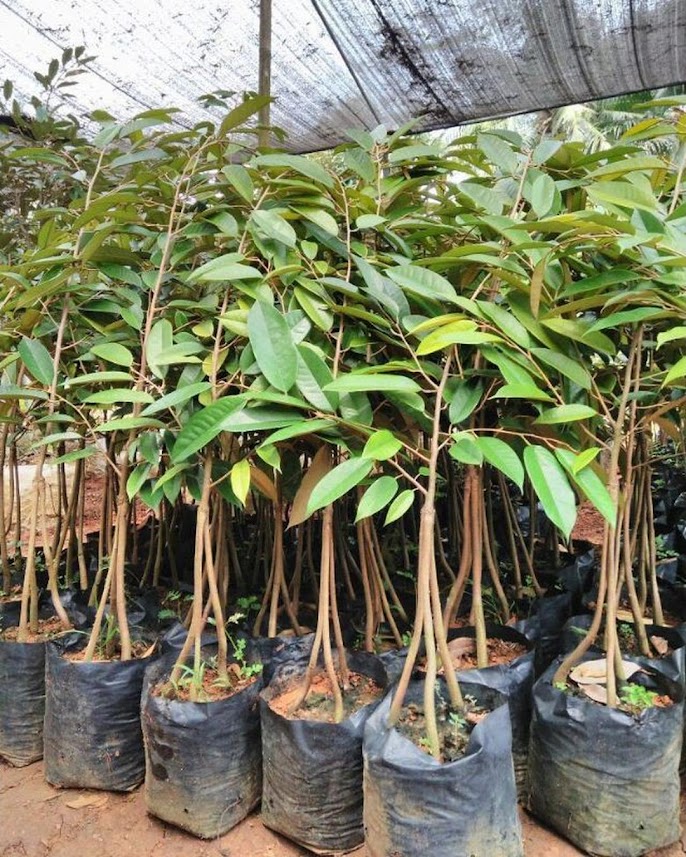 Bibit Durian Musangking Kaki 3 Metro