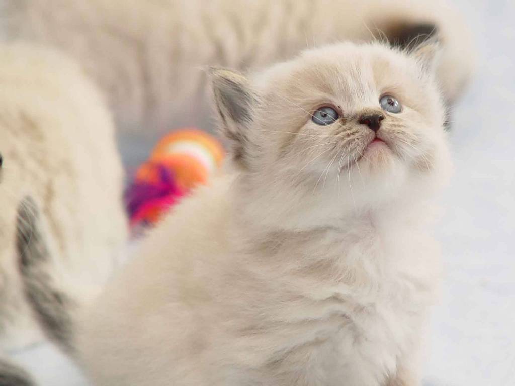 Kumpulan Gambar Dp Bbm Kucing Cantik Kumpulan Gambar Meme Lucu