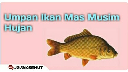 Umpan Ikan Mas Musim Hujan Resep Rahasia Teruji Jejaksemut